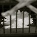 tattoo galleries/ - Wooden Cage Detail
